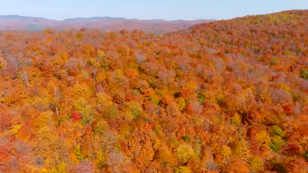 Camera Drone Captures Stunning Autumn Foliage Colors While Flying Backwards — Stock Video