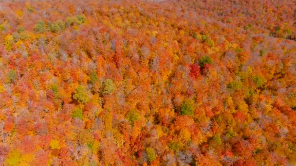 Κάμερα Drone Συλλαμβάνει Εντυπωσιακά Χρώματα Φυλλώματος Φθινόπωρο Ενώ Γέρνοντας Προς — Αρχείο Βίντεο