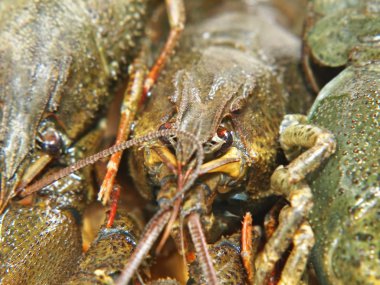 çiğ crawfishes.closeup.