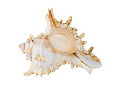 closeup.isolated alınan deniz kabuğu.