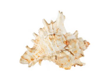 Seashell.Isolated.
