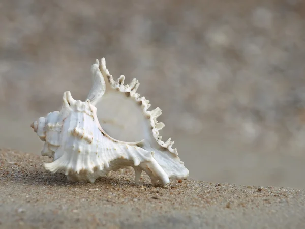 Seashell su una spiaggia sabbiosa.Primo piano . — Foto Stock
