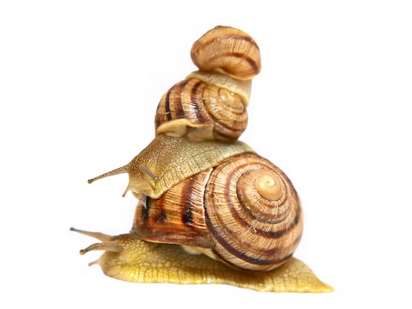 Three snails taken closeup. — Stock Photo, Image