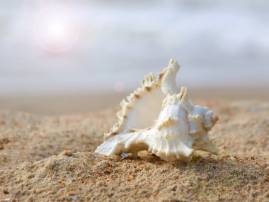 Seashell kum üzerinde.