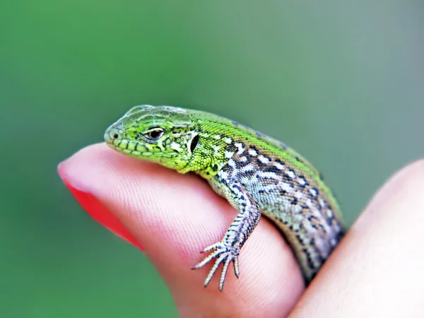 Piccola lucertola verde su un dito di donna . — Foto Stock