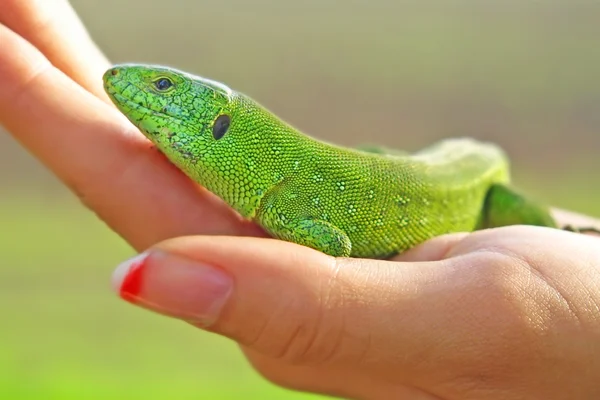 Lagarto verde en una palma de mujer . —  Fotos de Stock