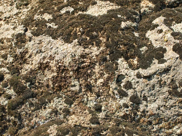 Schwarzes Moos und Flechten auf einem Stein.Hintergrund. — Stockfoto