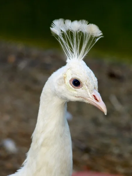 Cabeza de pavo real blanco . — Foto de Stock