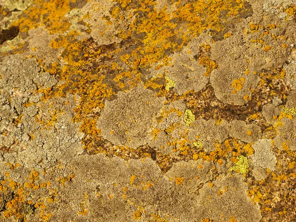 Mousse jaune et orange et lichen sur une surface de pierre. . — Photo