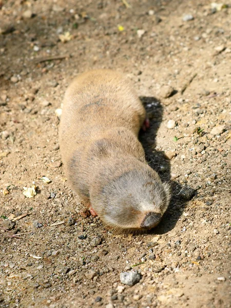 Rata topo menor (Nanospalax leucodon ). — Foto de Stock