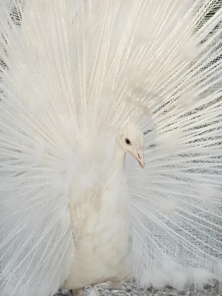 Bílý páv fanoušci tai. — Stock fotografie