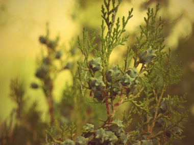 Thuja branch with cones taken closeup. clipart