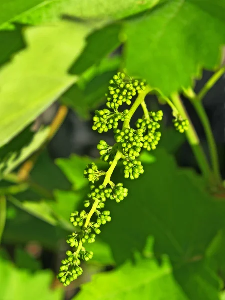 Aglomerado de uvas verdes jovens . — Fotografia de Stock