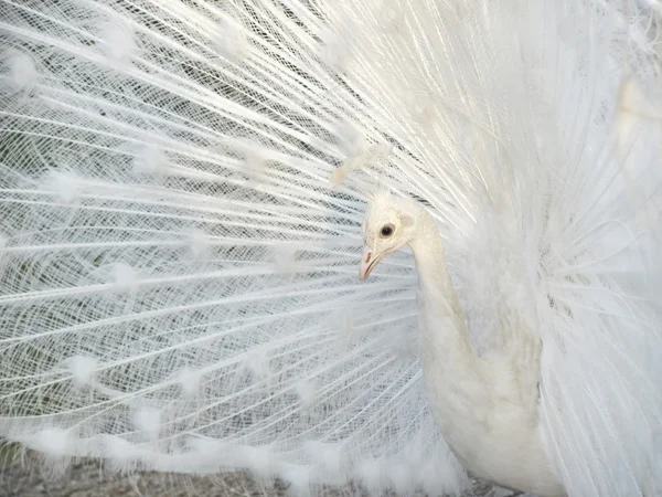 Beyaz tavus kuşu. — Stok fotoğraf