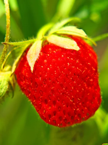 Morango vermelho maduro em um jardim ruim . — Fotografia de Stock