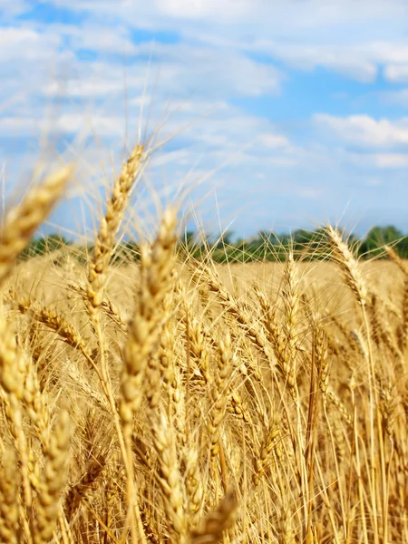 Weizenähren auf dem Feld gegen blauen Himmel und Wolken. — Stockfoto