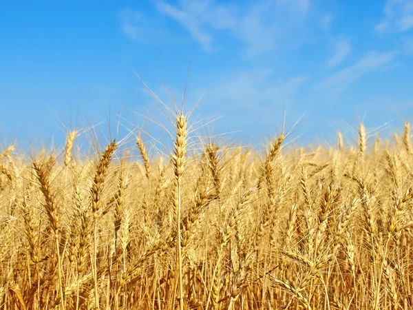 Reife gelbe Weizenähren auf dem Feld. — Stockfoto