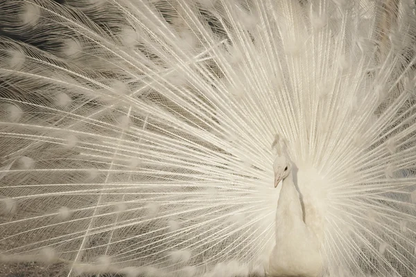 Pavo real blanco con cola de ventilador tomada de cerca . — Foto de Stock