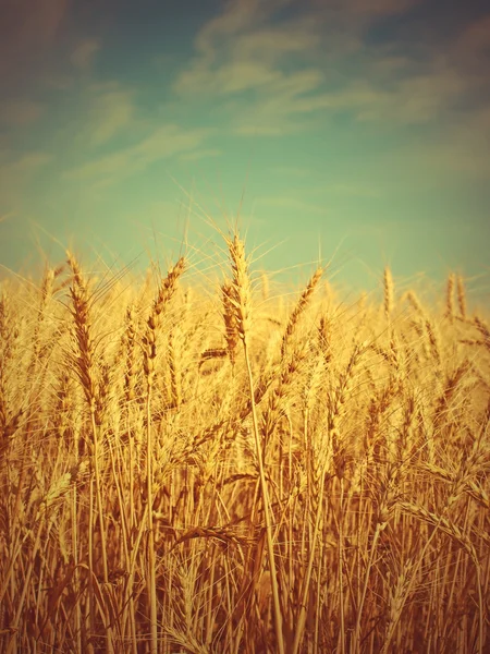 Пшеничные уши на поле. — стоковое фото