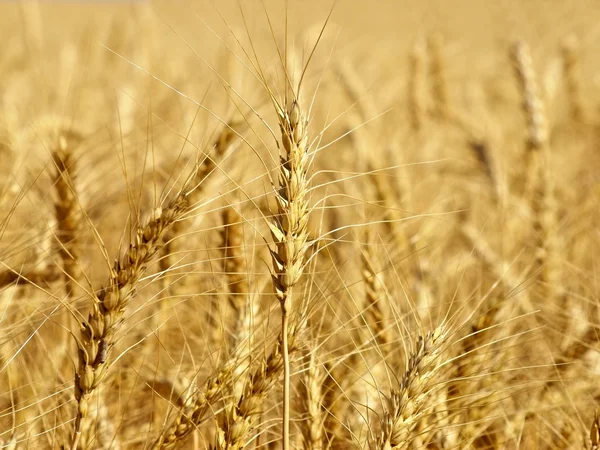 Weizenähren auf Feld aus nächster Nähe aufgenommen. — Stockfoto