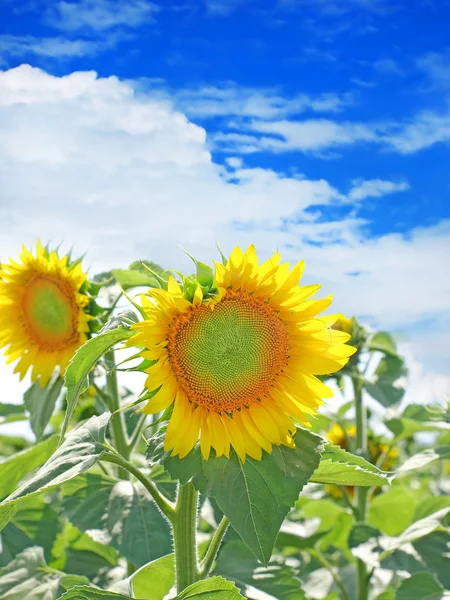Sunflower taken closeup against the blue sky. — Stock Photo, Image