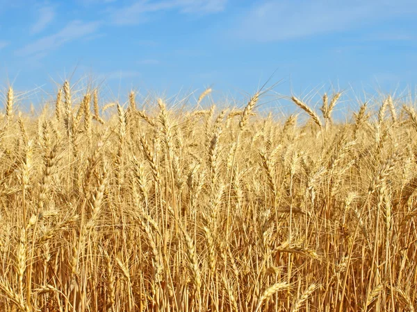 Rijp tarwe oren op een veld. — Stockfoto