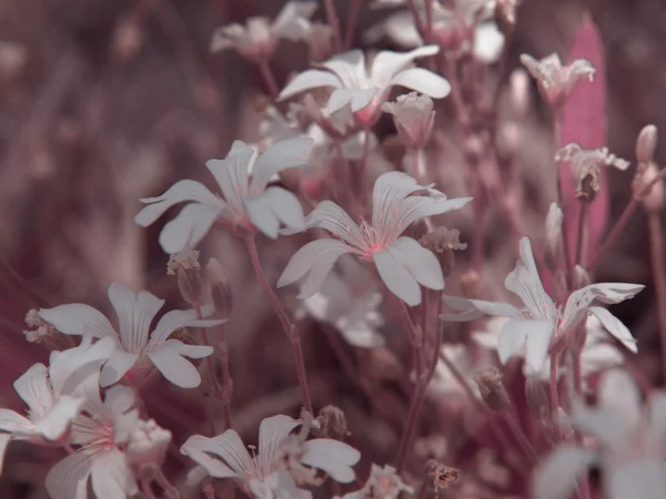 Vita blommor med rosa tonal korrigering. — Stockfoto