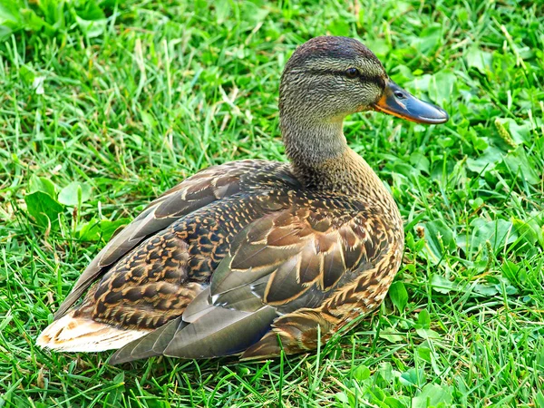 Grey duck sitting on a green grass. — Stock Photo, Image