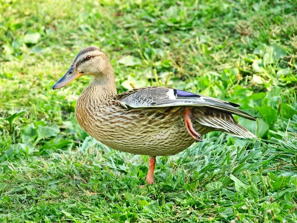 Grey mallard duck on one foot. — Stock Photo, Image