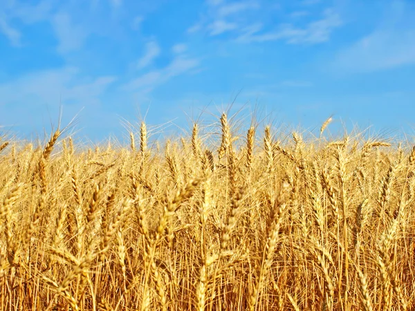 Pere di grano dorato . — Foto Stock