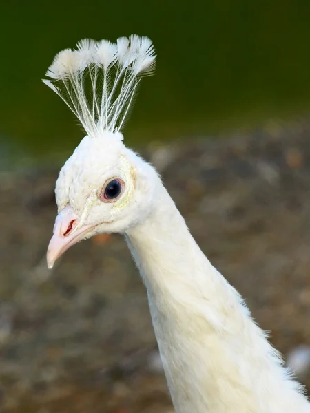 Testa di pavone bianco . — Foto Stock