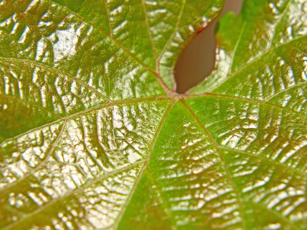 Textura de folha verde . — Fotografia de Stock