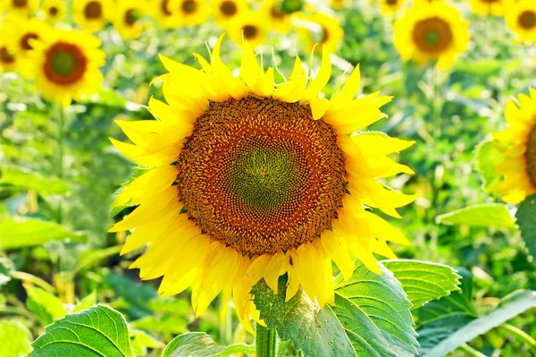 Ripe yellow sunflowers. — Stock Photo, Image