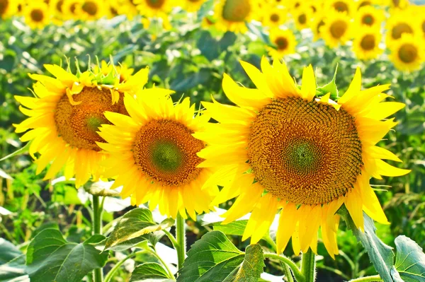 Yellow sunflowers on a field. — Stock Photo, Image