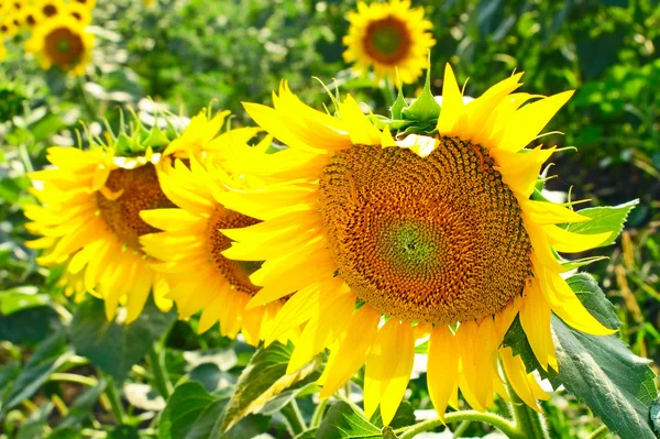 Yellow ripe sunflowers. — Stock Photo, Image
