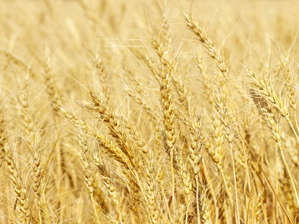 Orelhas de trigo amarelo maduras em um campo tomado closeup . — Fotografia de Stock