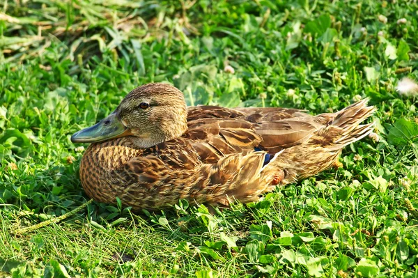 Kachna sedí na zelené trávě. — Stock fotografie