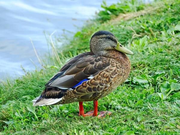 Mallard duke on a lakeside. — Stock Photo, Image