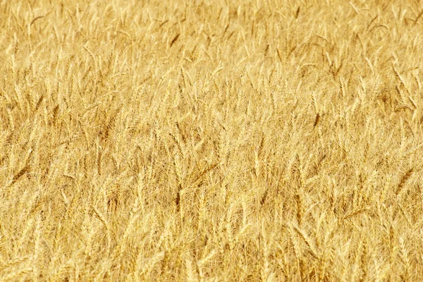 Mogna gula vete öron på ett fält. — Stockfoto