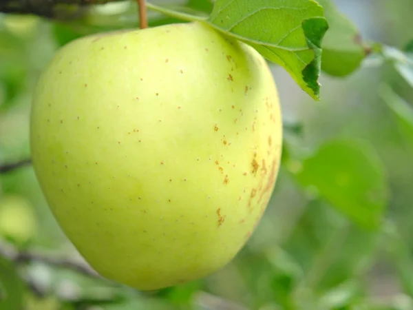 Manzana madura en un manzano . — Foto de Stock