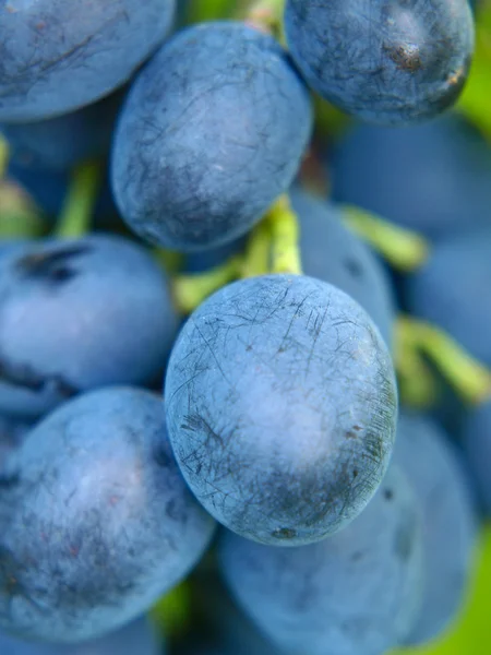 Dojrzałe winogrona niebieski. — Zdjęcie stockowe