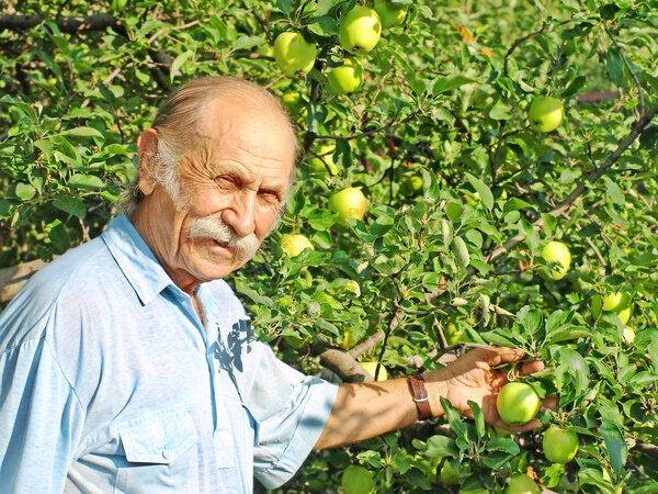 Elderly happy man holds a green apple on a apple-tree.