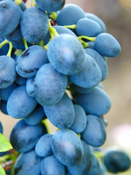 Étvágygerjesztő érett kék szőlő. — Stock Fotó