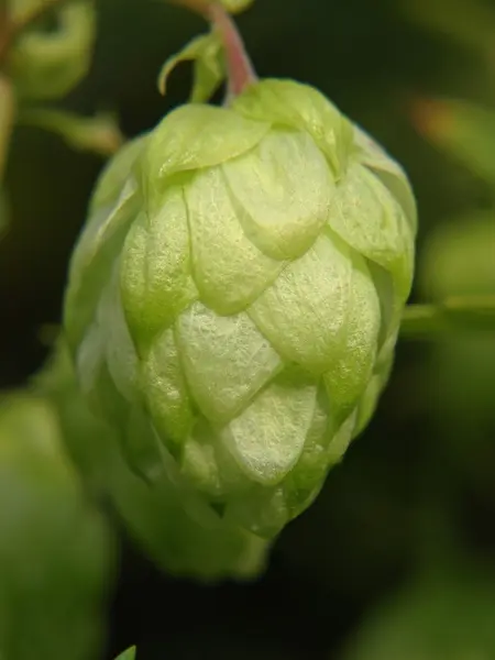 Cône de houblon mûr . — Photo