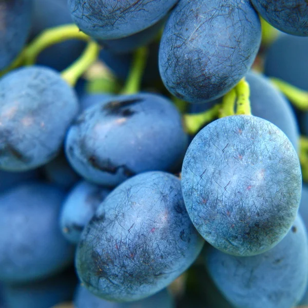 Uva azul fresca . — Fotografia de Stock