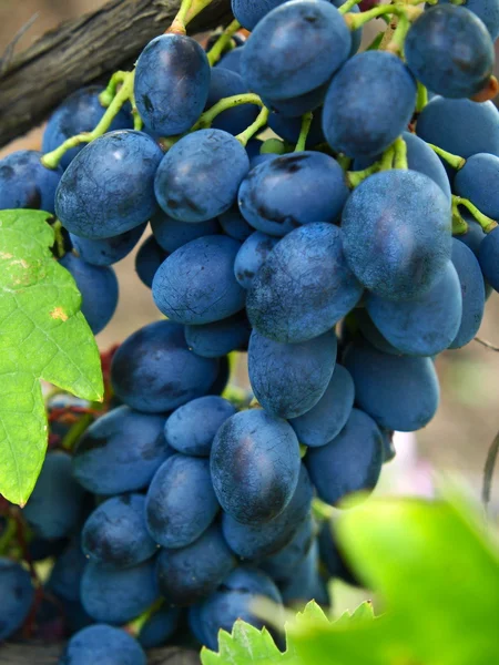 Uva azul madura y hojas verdes en un banco . — Foto de Stock