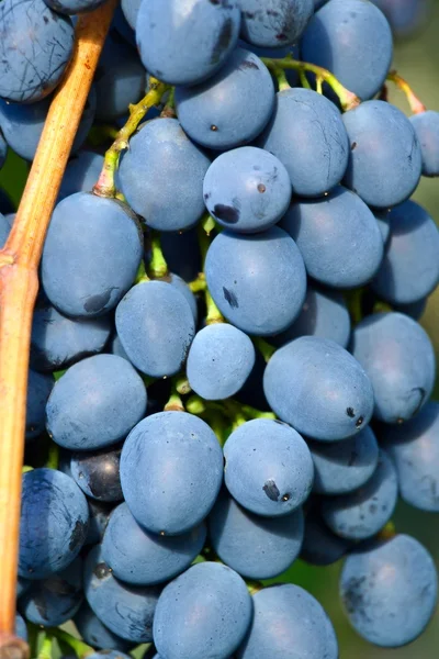 Friss kék étvágygerjesztő szőlő. — Stock Fotó