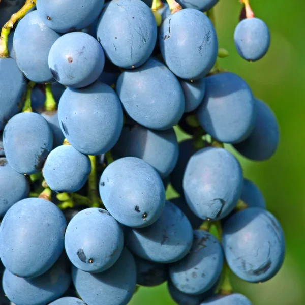 Érett étvágygerjesztő szőlő. — Stock Fotó
