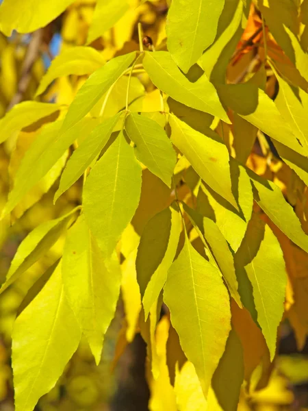 Feuilles jaunes de bouleau argenté . — Photo