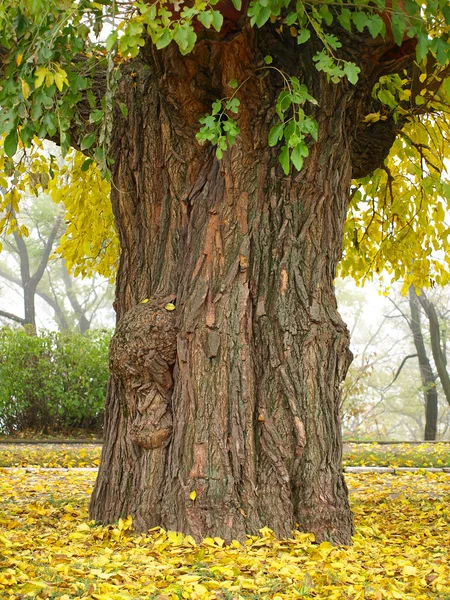 Malerischer alter Baumstamm. — Stockfoto